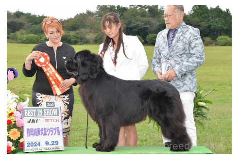 邑本宜嗣ブリーダーの詳細の1枚目